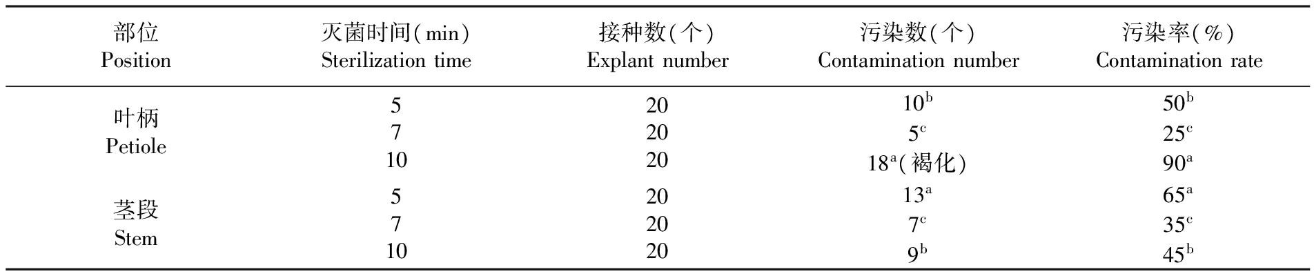 金钻蔓绿绒的哔咔漫画APP官网进入苗繁殖生产技术研究