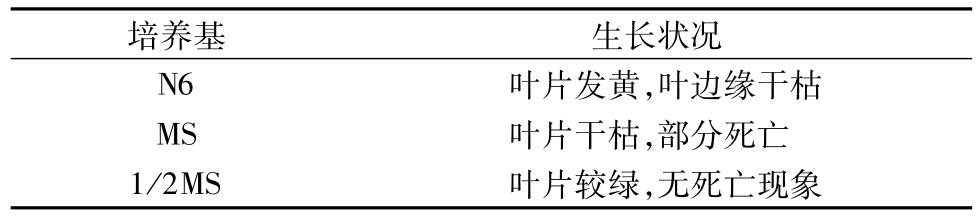 芦苇哔咔漫画APP官网进入快繁技术的研究