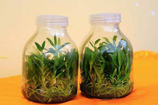 哔咔漫画APP官网进入苗的接种程序有哪些