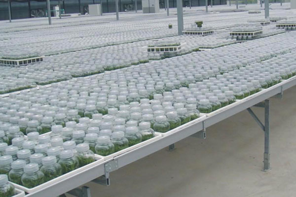 哔咔漫画APP官网进入室培养的类型以及特点有哪些