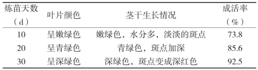 铁皮石斛哔咔漫画APP官网进入苗驯化技术研究