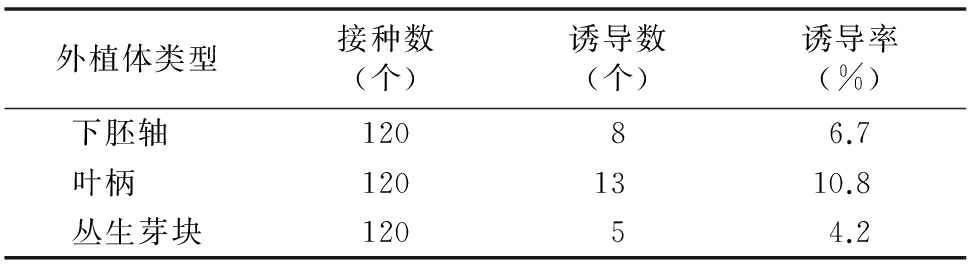 甜菜雄性不育系高效哔咔漫画APP官网进入再生体系的建立