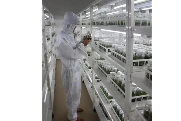 哪些因素影响木本植物的哔咔漫画APP官网进入技术