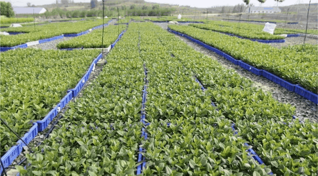 乔化、短枝、矮化苹果树在树体上具有明显的区别