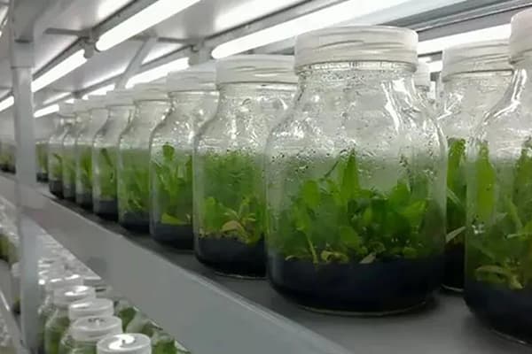 哔咔漫画APP官网进入设备根据不同植物添加不同元素