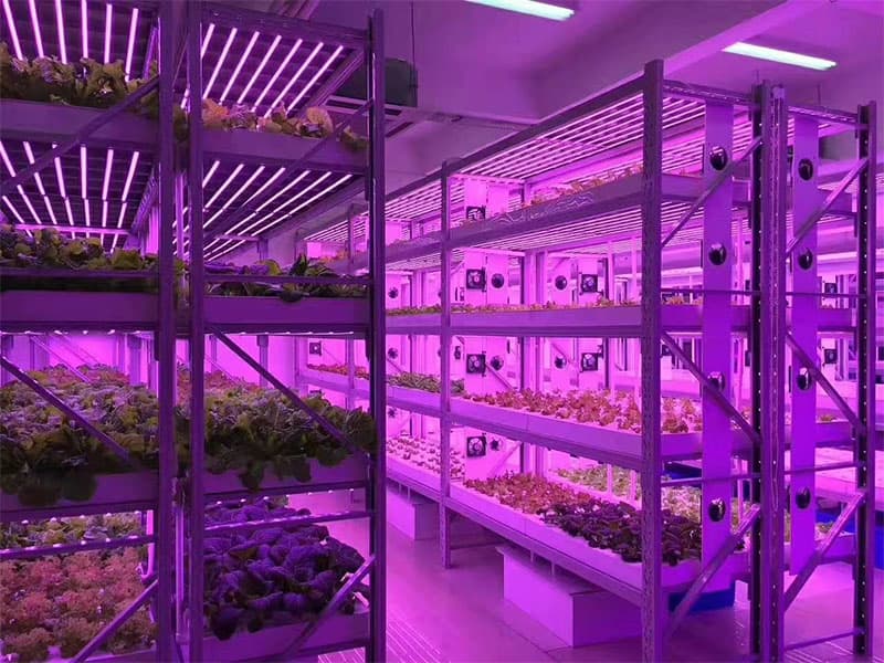 植物组织培养的条件，快来看看吧!